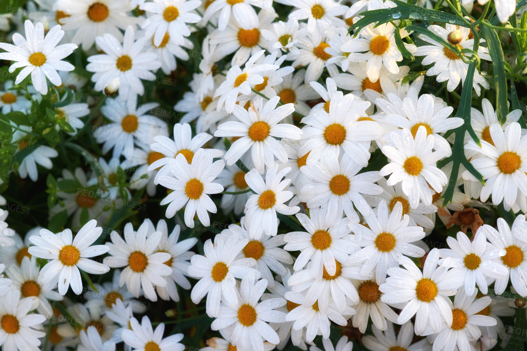 Buy stock photo Daisy flowers growing in green garden outside in summer. Marguerite flowering plants on grassy field in spring from above. Beautiful white flowers blooming in park in nature for insects to pollinate