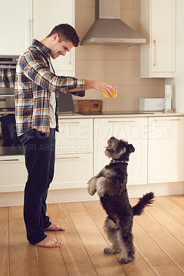 Buy stock photo Happy, relax and man bonding with dog in kitchen, playing and showing affection for his puppy at home. Cheerful, loving and male enjoying time with pet in house, playful together with trick training