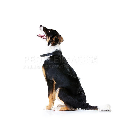 Buy stock photo Border collie, pet and dog in studio, white background and mockup space. Dogs, loyalty and pets on studio background waiting for attention, playing and puppy training, curious animals and black fur