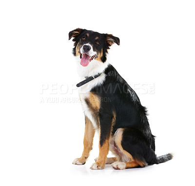 Buy stock photo Border collie, pet and portrait of dog in studio, white background or mockup space. Happy dogs, loyalty and pets sitting on studio background for attention, playing or puppy training of smart animals