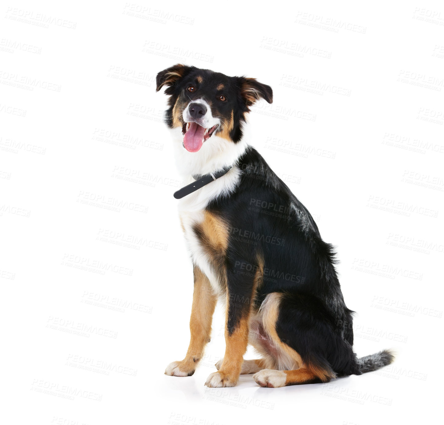 Buy stock photo Border collie, pet and portrait of dog in studio, white background or mockup space. Happy dogs, loyalty and pets sitting on studio background for attention, playing or puppy training of smart animals