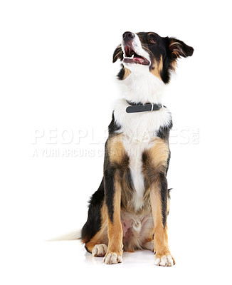 Buy stock photo Border collie, pet and dog looking up in studio, white background and mockup space. Dogs, loyalty and pets on studio background waiting for attention, playing and training animals on mock up backdrop