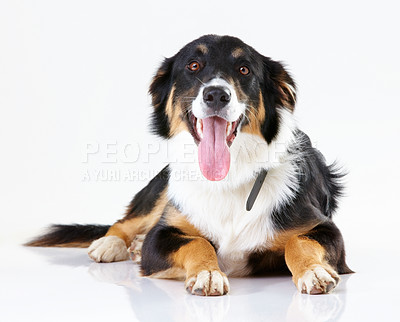 Buy stock photo Portrait of puppy, dog and animal care fur with tongue and border collie animal against white background. Animal shelter, adoption mockup with pet care, wellness and foster dogs with domestic pets