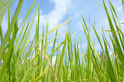 Buy stock photo Tall grass, leaves and blue sky in nature for natural sustainability, agriculture or growth of wheat. Outdoor field, farm or land of eco friendly environment on sunny day or greenery in countryside