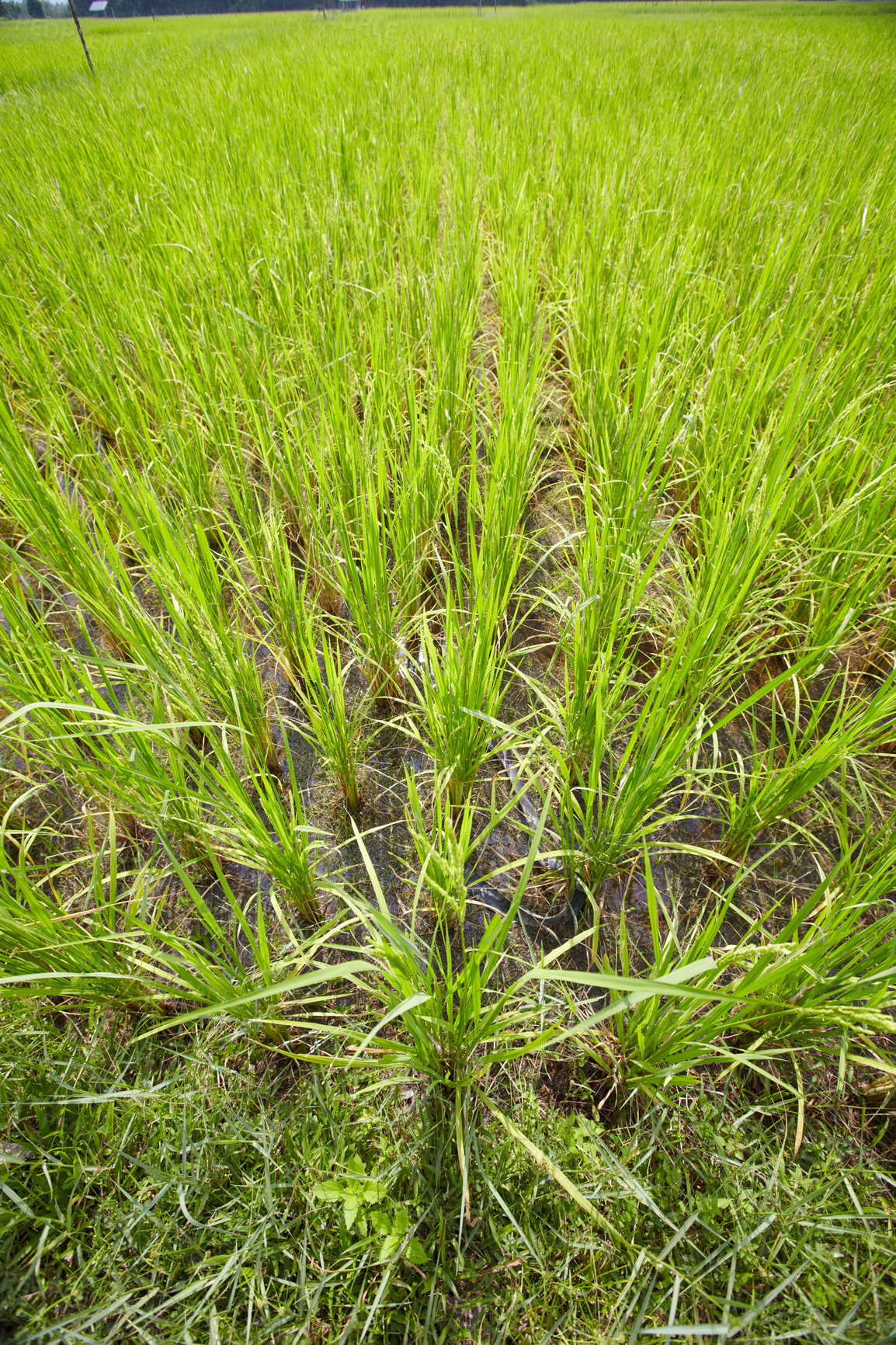 Buy stock photo Tall grass, wheat and agriculture on farm for harvest, resources or crops and natural sustainability. Green, leaves or plants in farming, growth or rice field with soil in nature countryside or land
