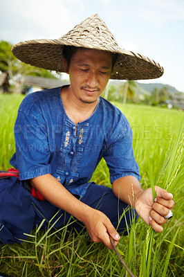 Buy stock photo Plant, agriculture and an asian man rice farmer in a field for sustainability in the harvest season. Grass, nature and growth in the countryside with a farm worker on a plantation in rural China