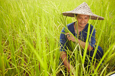 Buy stock photo Agriculture, space and an asian man rice farmer in a field for sustainability in the harvest season. Grass, nature and growth in the countryside with a farm worker on a plantation in rural China