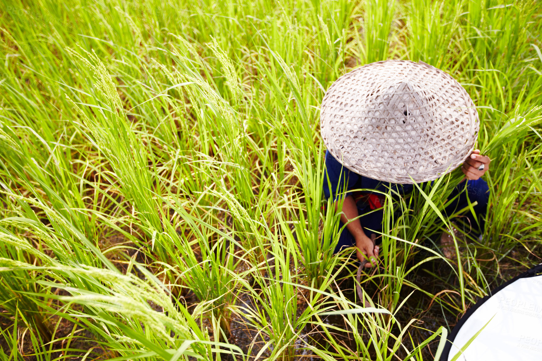 Buy stock photo Person, farmer and straw hat in harvest for wheat, agriculture or food resources on farm land in nature. Thai, asian or harvester farming plants, gathering or natural sustainability on rice field
