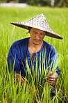 A rice farmer in Thailand harvesting rice wearing a traditonal hat