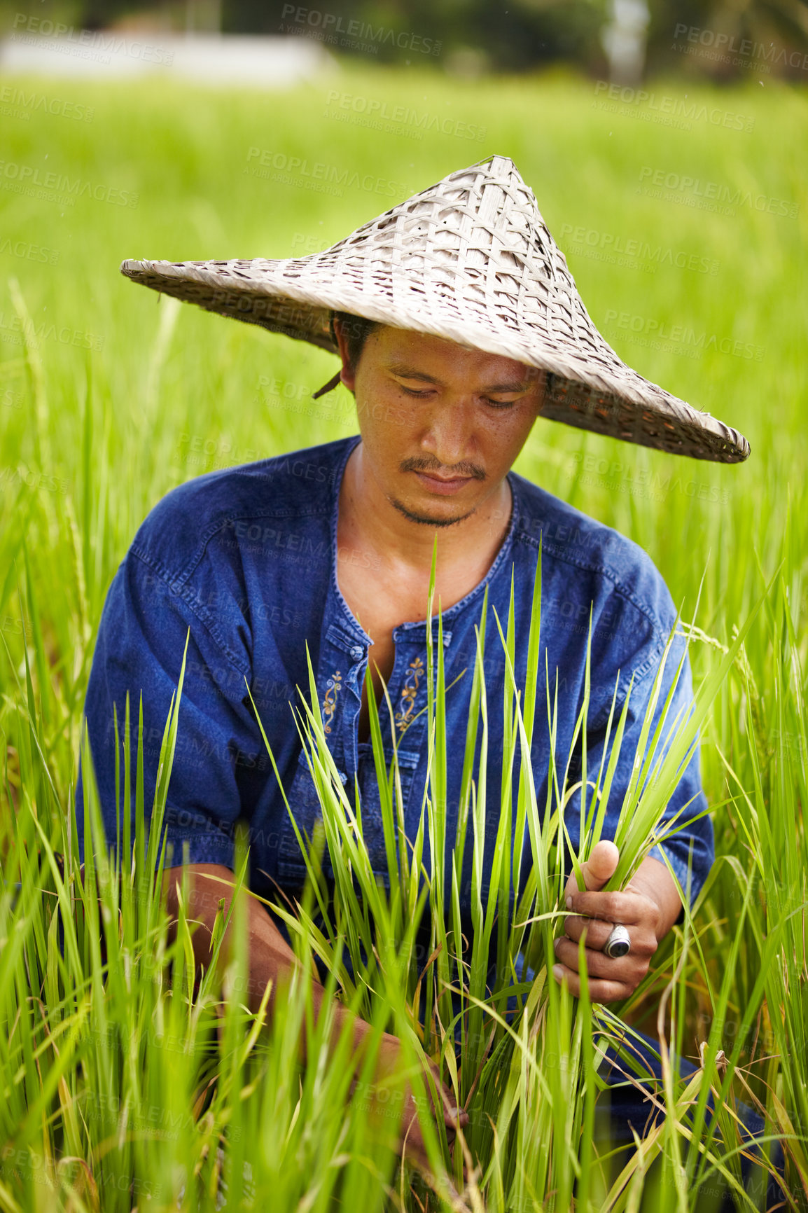 Buy stock photo A rice farmer in Thailand harvesting rice wearing a traditional hat