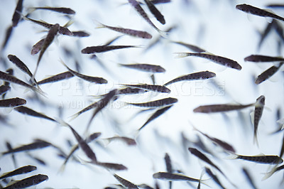 Buy stock photo Many rufa gurra fish swimming together in a tank. Living fish used for a pedicure spa treatment to aid the maintenance of healthy feet, feeding on dead dry skin, leaving heels soft and smooth 