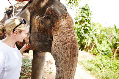 Buy stock photo Travel, conservation and woman with elephant in a jungle for adventure, freedom and experience. Nature, wildlife and female tourist in Thailand bonding with animal in forest with environment and fun
