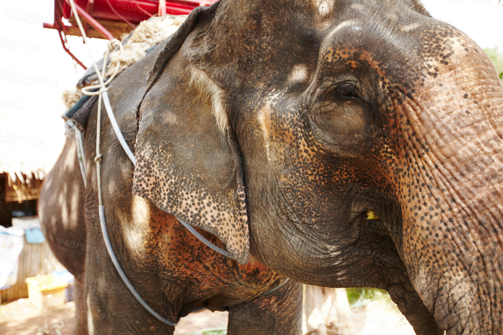 Buy stock photo Nature, conservation and elephant with a seat for back ride, freedom or tourist experience. Sustainability, wildlife and animal in a jungle for destination attraction, fun and bucket list adventure