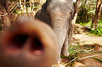 Thai elephant reaching for camera