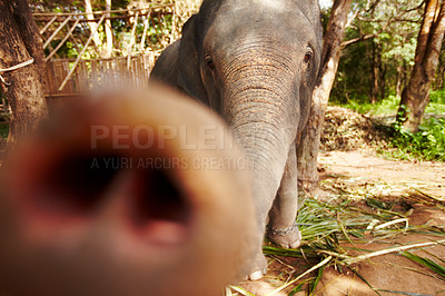 Buy stock photo Nature, portrait and playful elephant trunk in a forest curious, free and exploring. Safari, wildlife and animal in jungle for conservation, sustainability and freedom in peaceful natural environment