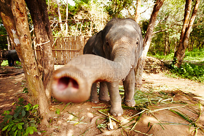 Buy stock photo A young elephant reaching towards the camera with his trunk
