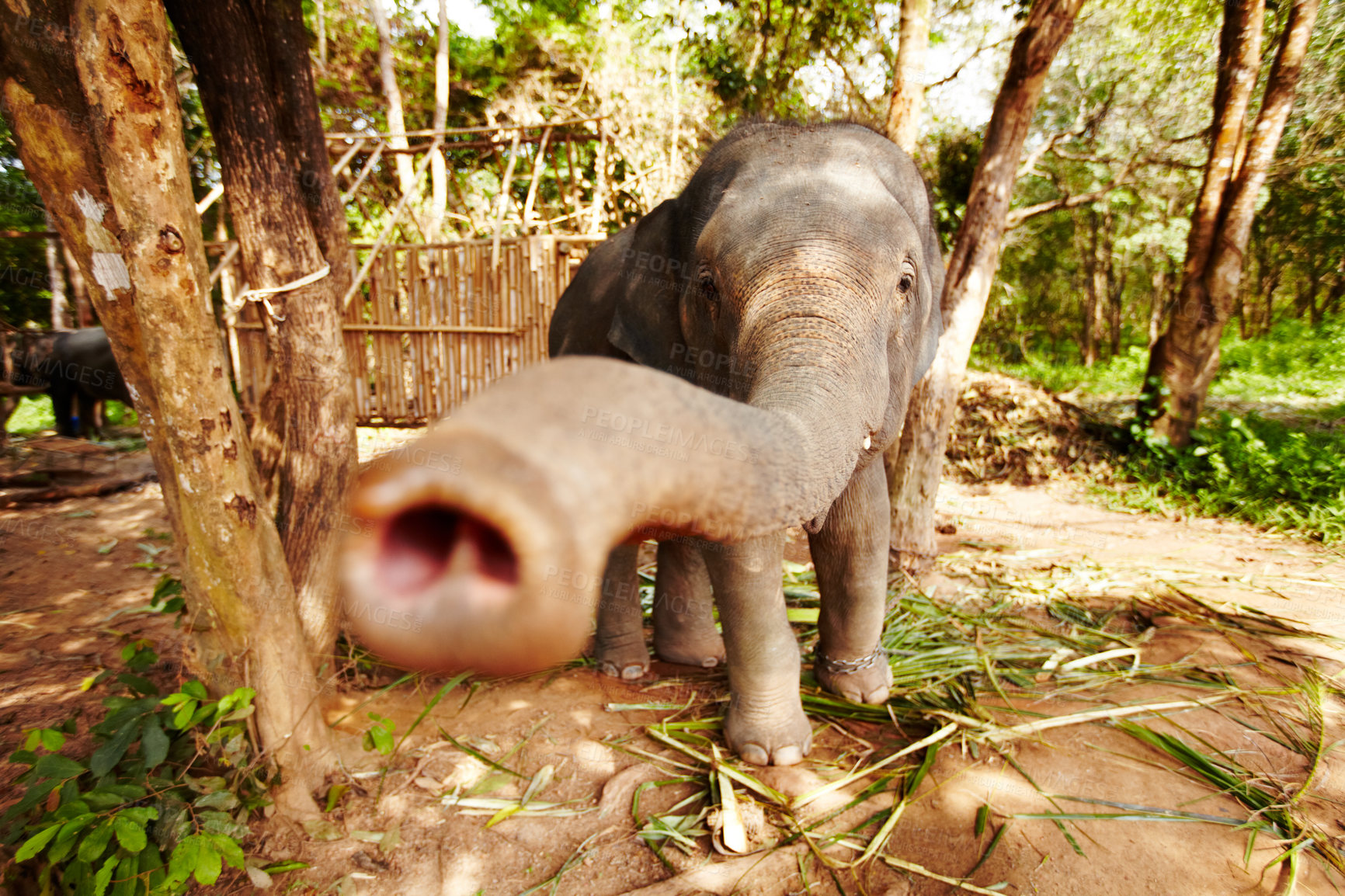 Buy stock photo A young elephant reaching towards the camera with his trunk