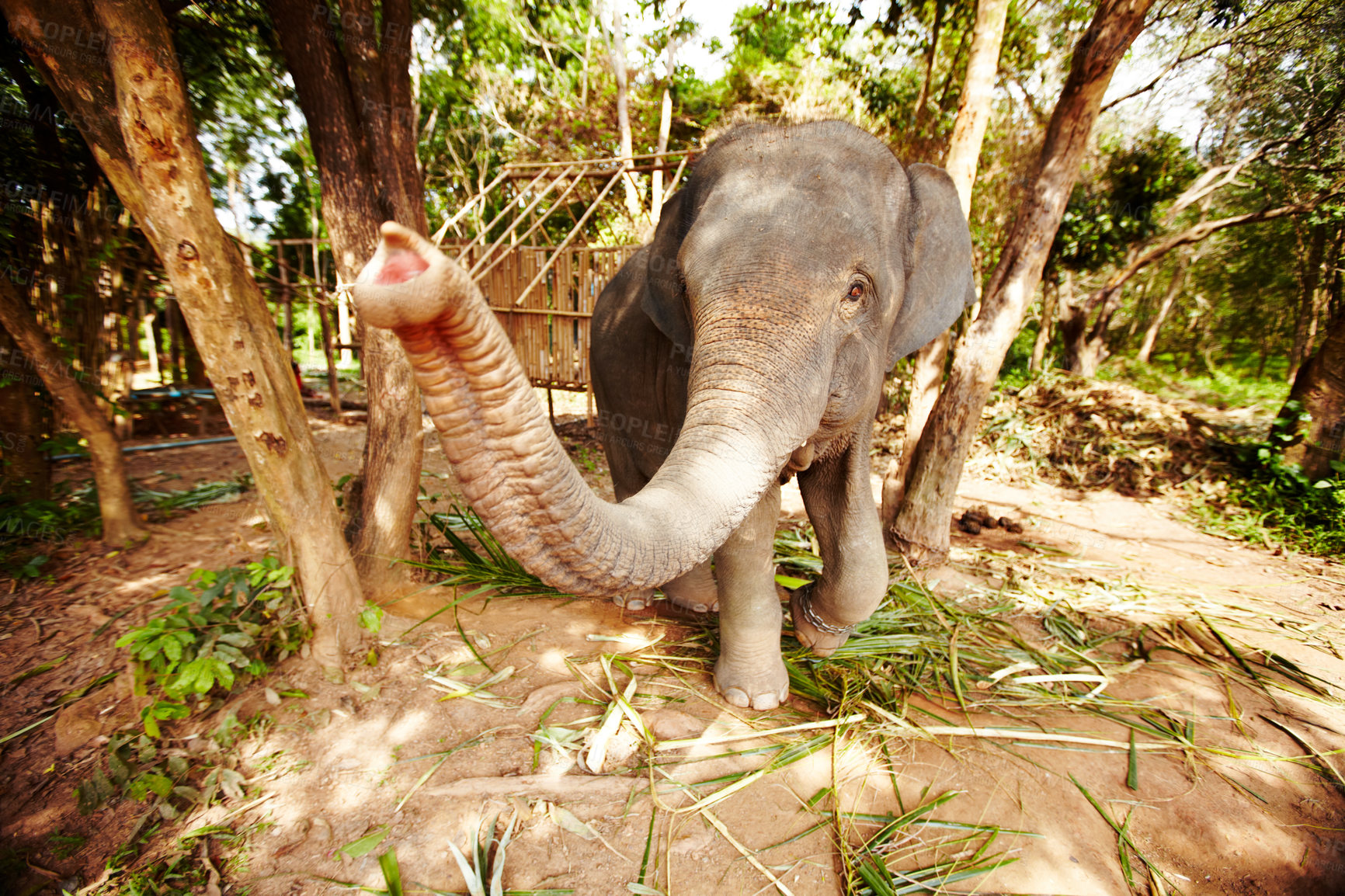 Buy stock photo Reaching, portrait and playful elephant trunk in a forest curious, free and exploring. Nature, wildlife and animal in a jungle for conservation, sustainability and freedom in peaceful environment