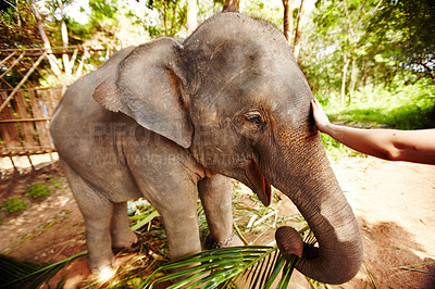 Buy stock photo An eco-tourist reaching out to caress an Asian elephant calf - Thailand