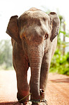 An elephants walk to freedom