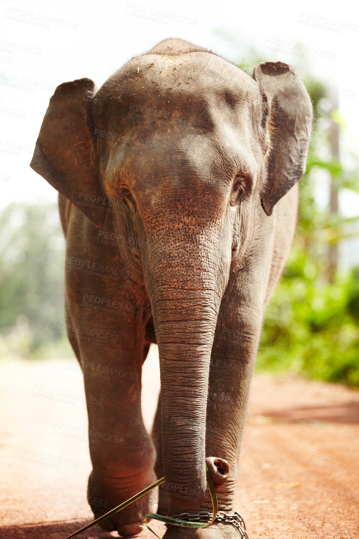 Buy stock photo Jungle, elephant and chains in nature outdoor for feeding, isolated or sustainability in woods. Forest, animal and conservation with environment, peace and wildlife for care, calm and protection