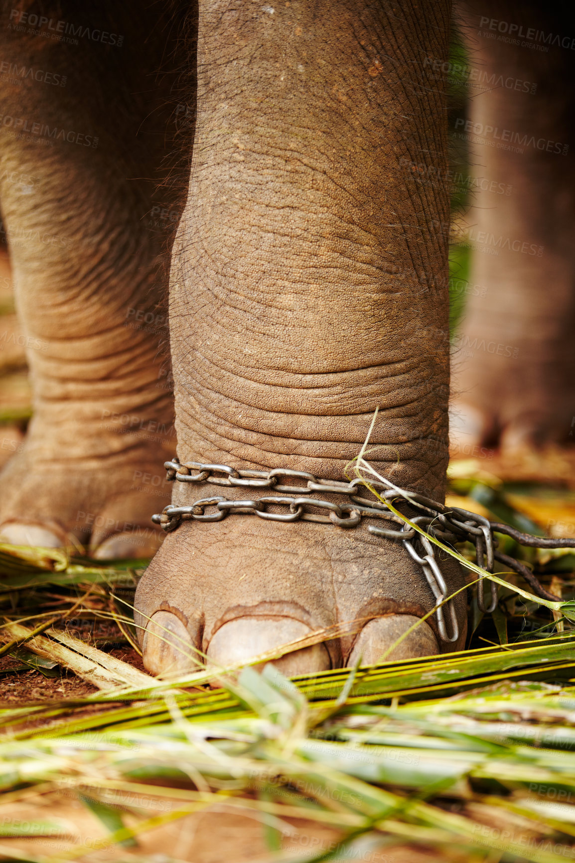 Buy stock photo Feet in chains, closeup and elephant in jungle for capture, ivory or black market trade. Animal exploitation, torture or wildlife cruelty or abuse in Africa for poaching, disaster or ecosystem crisis