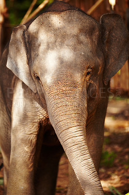 Buy stock photo Wildlife, conservation and portrait of elephant in a jungle playful, curious and free. Ecosystem, sustainability and animal calf in forest calm, peaceful and walking in natural environment in Africa