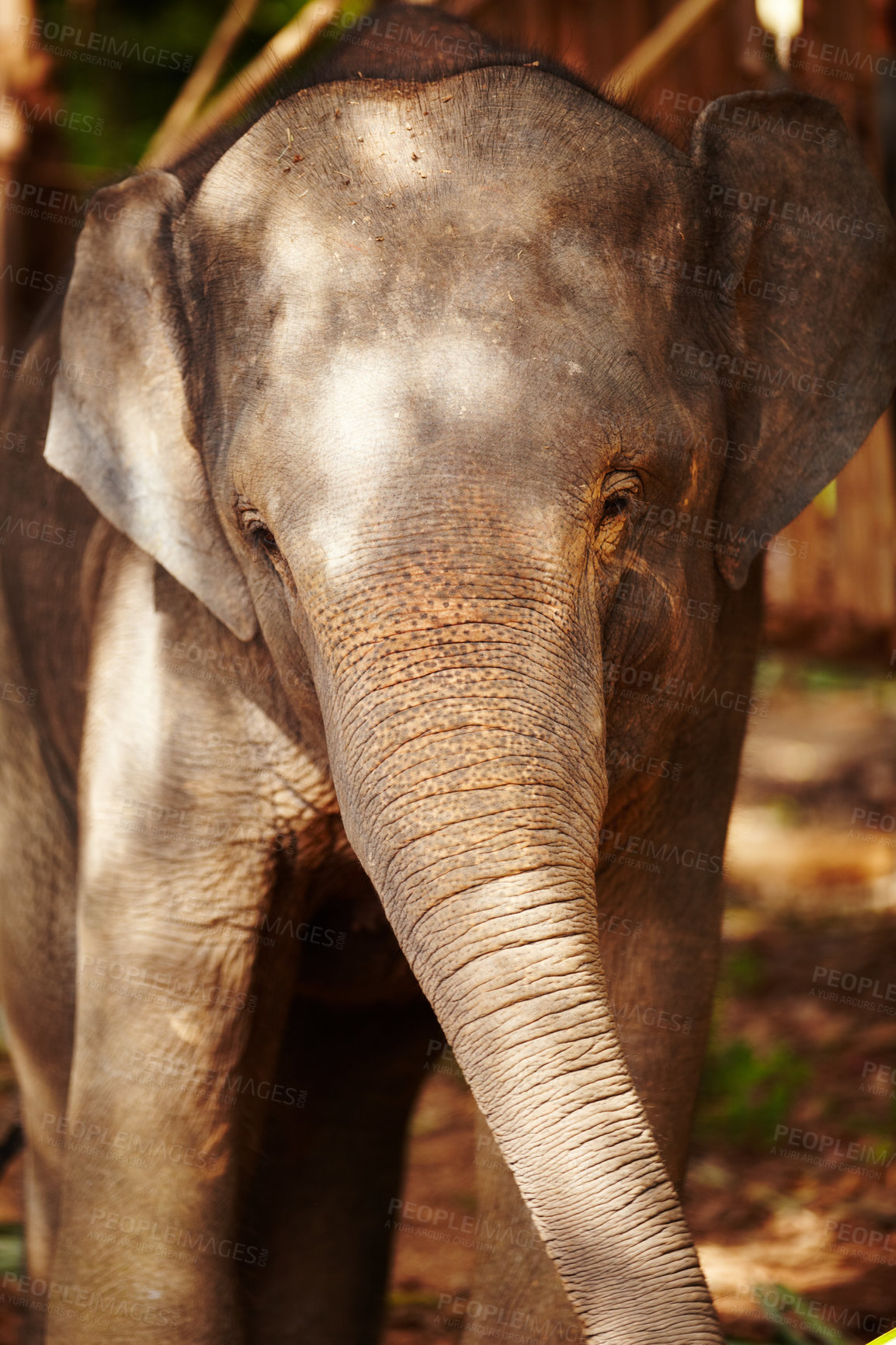 Buy stock photo Wildlife, conservation and portrait of elephant in a jungle playful, curious and free. Ecosystem, sustainability and animal calf in forest calm, peaceful and walking in natural environment in Africa