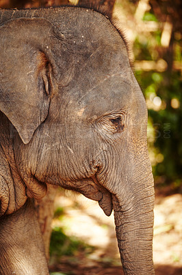 Buy stock photo Nature, profile and eye of elephant in a jungle curious, free or exploring natural environment. Wildlife, conservation and side of face of elephant in Thailand, habitat or protection in a forest