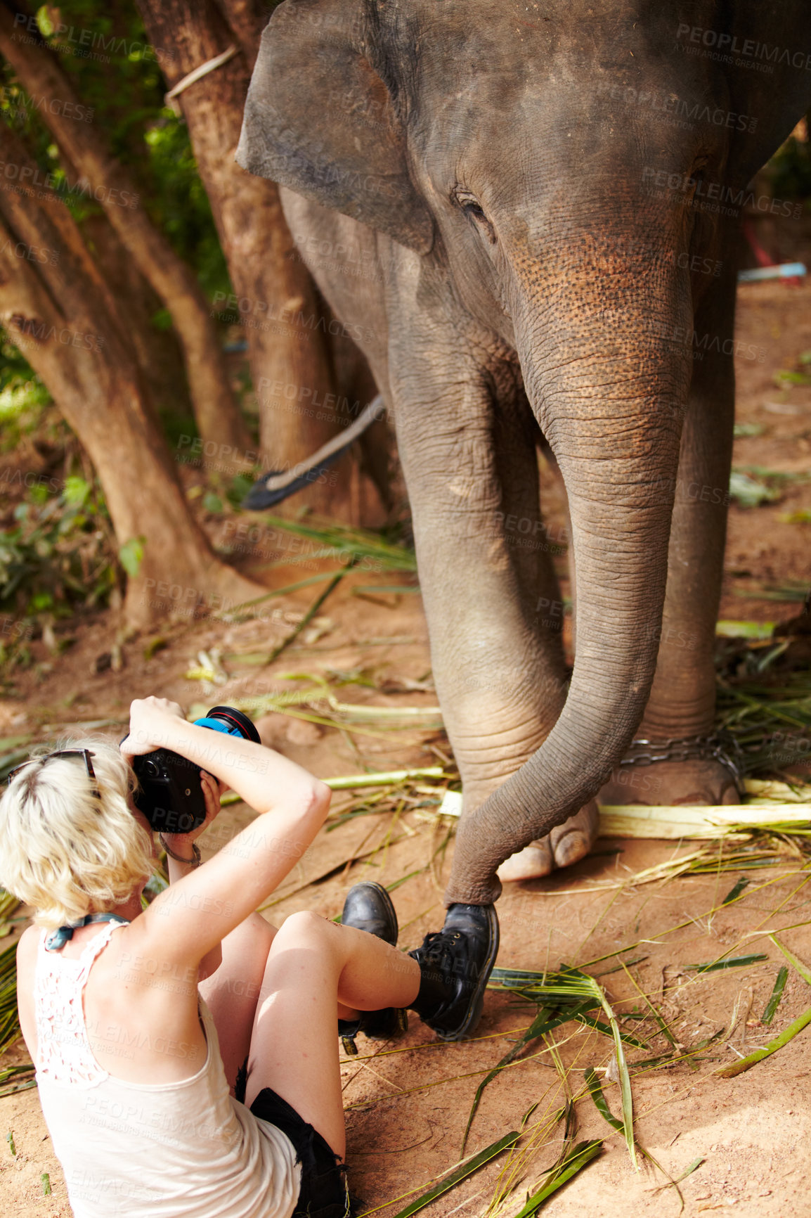 Buy stock photo Nature, photography and woman with elephant in a jungle for photo, shooting or vacation memory. Camera, safari and female wildlife photographer with animal in a forest with freedom, fun or adventure