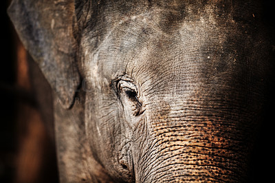 Buy stock photo Jungle, face and closeup of elephant portrait with texture, wrinkles and sad eyes in nature at night. Forest, animal or conservation with environment, peace and wildlife for care, calm and protection