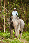 Trainer and elephant out for a walk - Thailand