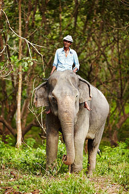 Buy stock photo Travel, portrait and man with elephant in forest for wildlife, conservation and animal rescue. Sanctuary, tropical and person in environment, natural ecosystem and outdoors in Thailand for tourism