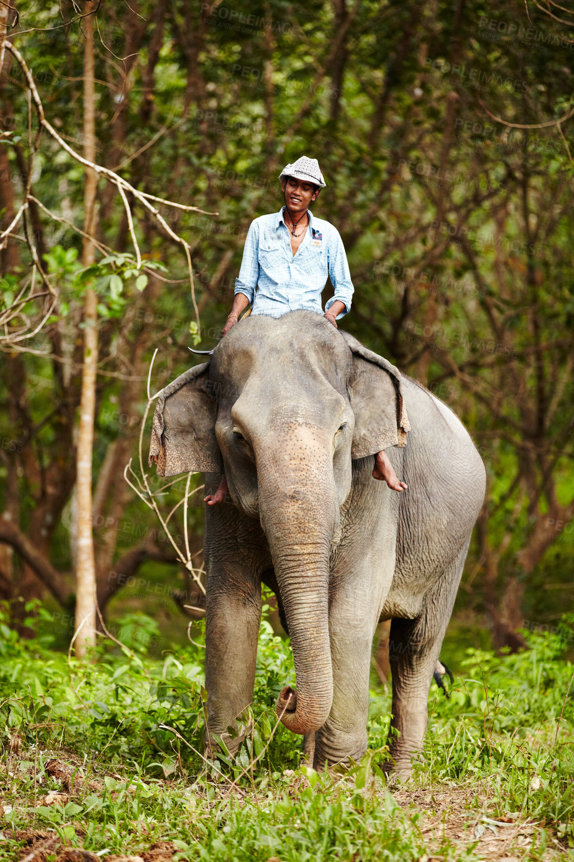 Buy stock photo Travel, portrait and man with elephant in forest for wildlife, conservation and animal rescue. Sanctuary, tropical and person in environment, natural ecosystem and outdoors in Thailand for tourism