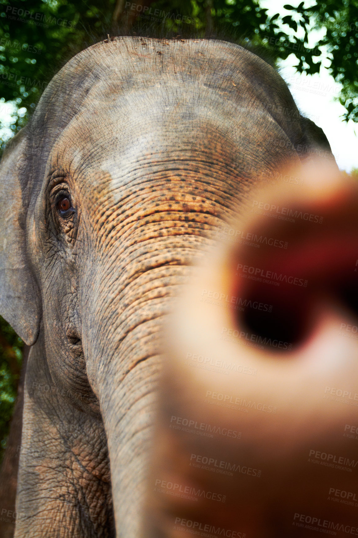 Buy stock photo Curious, wildlife and portrait of elephant trunk in a jungle playful, feeling and free. Ecosystem, sustainability and animal calf in forest calm, peaceful or touching in natural environment in Africa