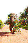 Working elephant - Thailand