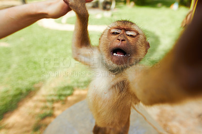 Buy stock photo Portrait, monkey and pet in nature, rainforest and summer tropical park in Thailand. Face, macaque and young animal, primate and tourist hands outdoor at zoo, play and grab in wilderness or jungle