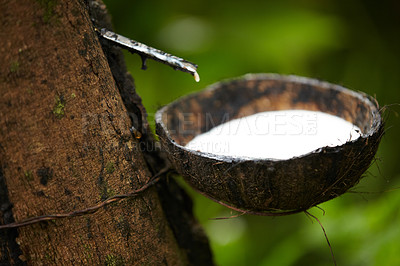 Buy stock photo Closeup of rubber plant farming industry in indigenous tropical forests. A coconut husk tied to a tree in a rainforest to extract liquid rubber. Ethically made and locally sourced latex from plants