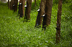 Thai rubber trees in a row