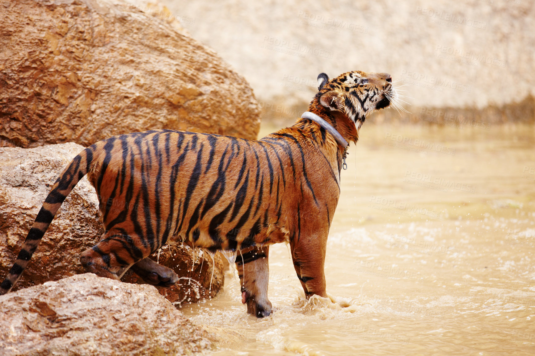 Buy stock photo Nature, water and tiger in zoo for animals in mud with rock, endangered wildlife and conservation. Big cat playing in pool, park or river in Thailand for safari, outdoor action and power with jungle