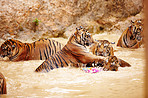 Streak of tigers playing in the water