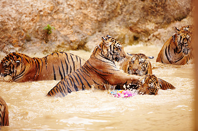 Buy stock photo Tigers, playing and fight in water at zoo, park or together in nature with game for learning to hunt or tackle. India, Tiger and family of animals in river, lake or pool for playing in environment