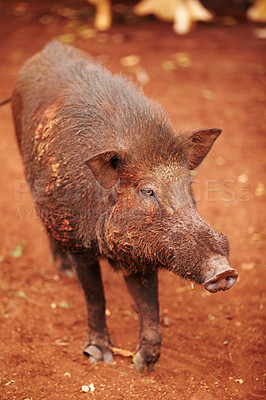 Buy stock photo Wild boar, nature and animal walk in wildlife looking for food in agriculture or sustainable environment. Land, farm and dirty pig on sand in desert, dirt road or dune conservation or zoo in Asia.