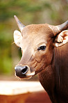 Cattle in Thailand