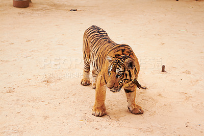 Buy stock photo Zoo, wildlife and tiger in the sand by a circus for majestic entertainment or safari. Animal, feline and an exotic big cat walking in a desert or dune in an outdoor conservation or habitat in India.