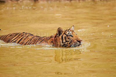 Buy stock photo One tiger walking through muddy waters. A focused Bengal tiger swimming in a water hole hunting its prey. Wildlife animal or predator cooling down in a dam. One indigenous Indian tiger in its habitat