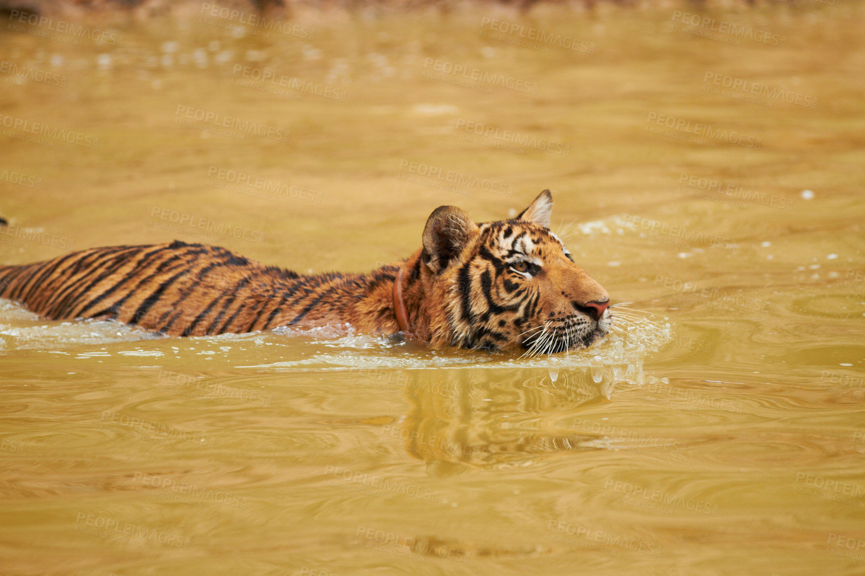 Buy stock photo One tiger walking through muddy waters. A focused Bengal tiger swimming in a water hole hunting its prey. Wildlife animal or predator cooling down in a dam. One indigenous Indian tiger in its habitat