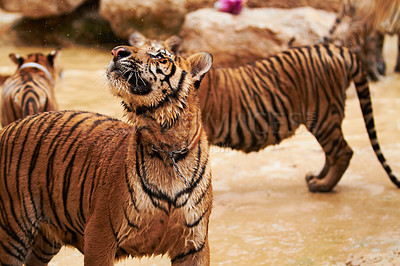 Buy stock photo Nature, animals and tiger group in water at wildlife park with happy playing, splash and freedom in jungle. River, lake or dam with playful big cats swimming on outdoor safari in Asian zoo together.