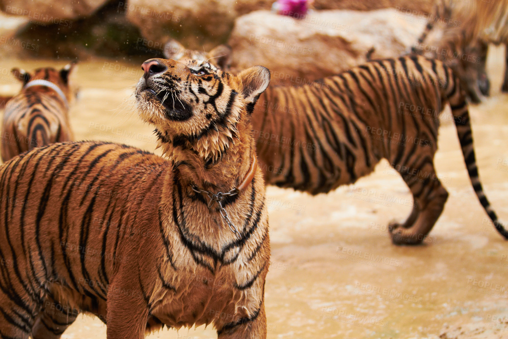 Buy stock photo Nature, animals and tiger group in water at wildlife park with happy playing, splash and freedom in jungle. River, lake or dam with playful big cats swimming on outdoor safari in Asian zoo together.