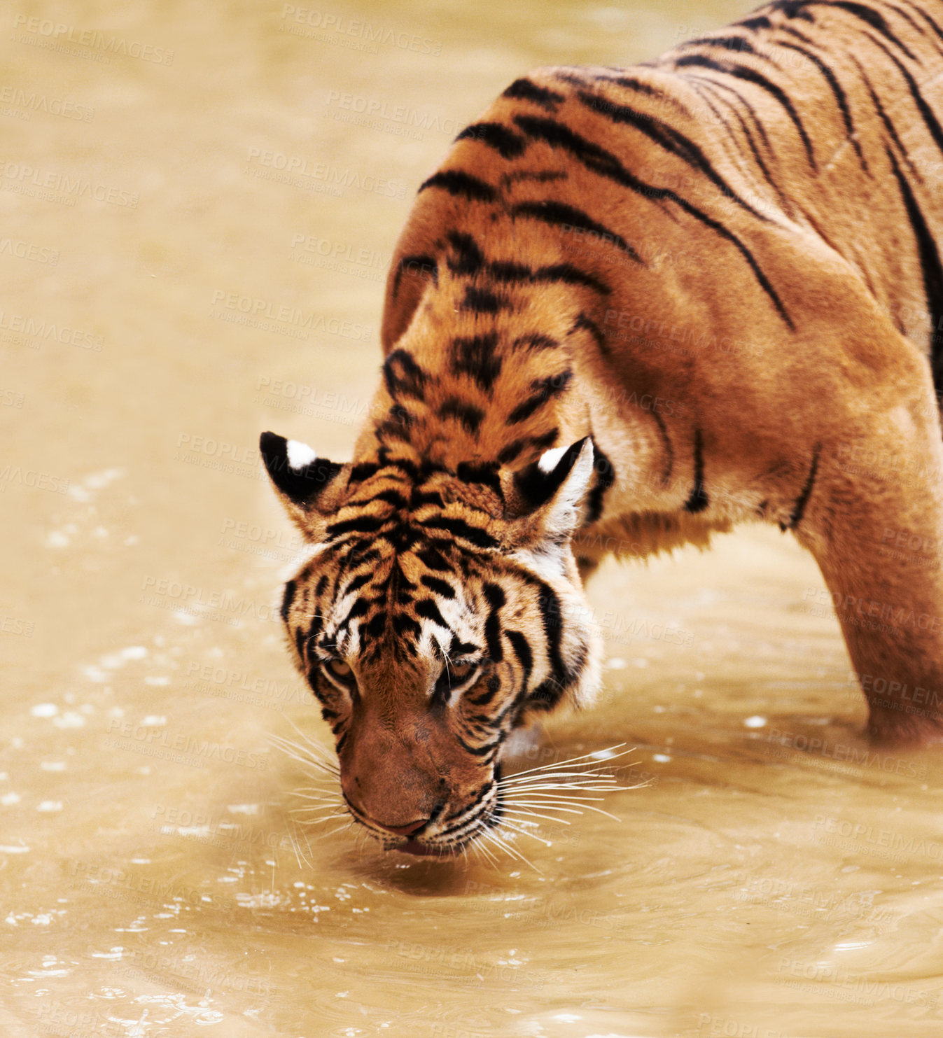 Buy stock photo Nature, animals and tiger drinking water in zoo with playful cubs in mud for endangered wildlife. Jungle, strong cat park, river or dam in Thailand for safari, outdoor danger and predator with power